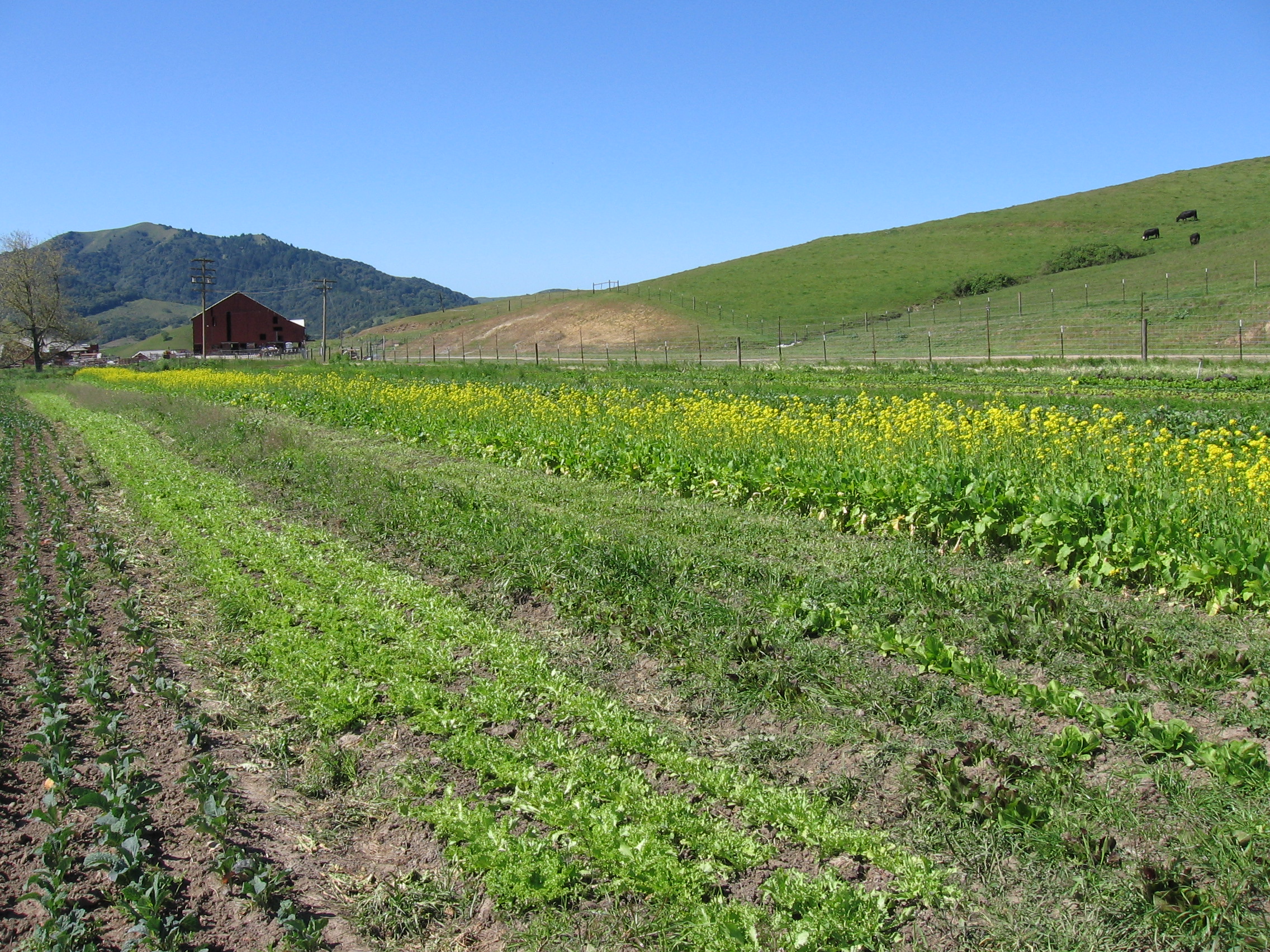 farm field